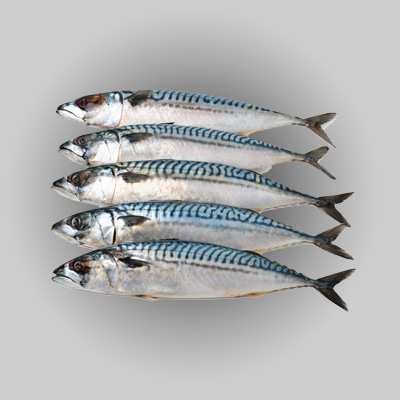 FISH AND SEAFOOD COLD STORAGE