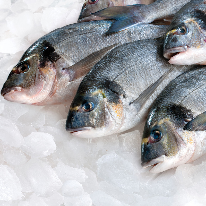 Fish Processing Facilities