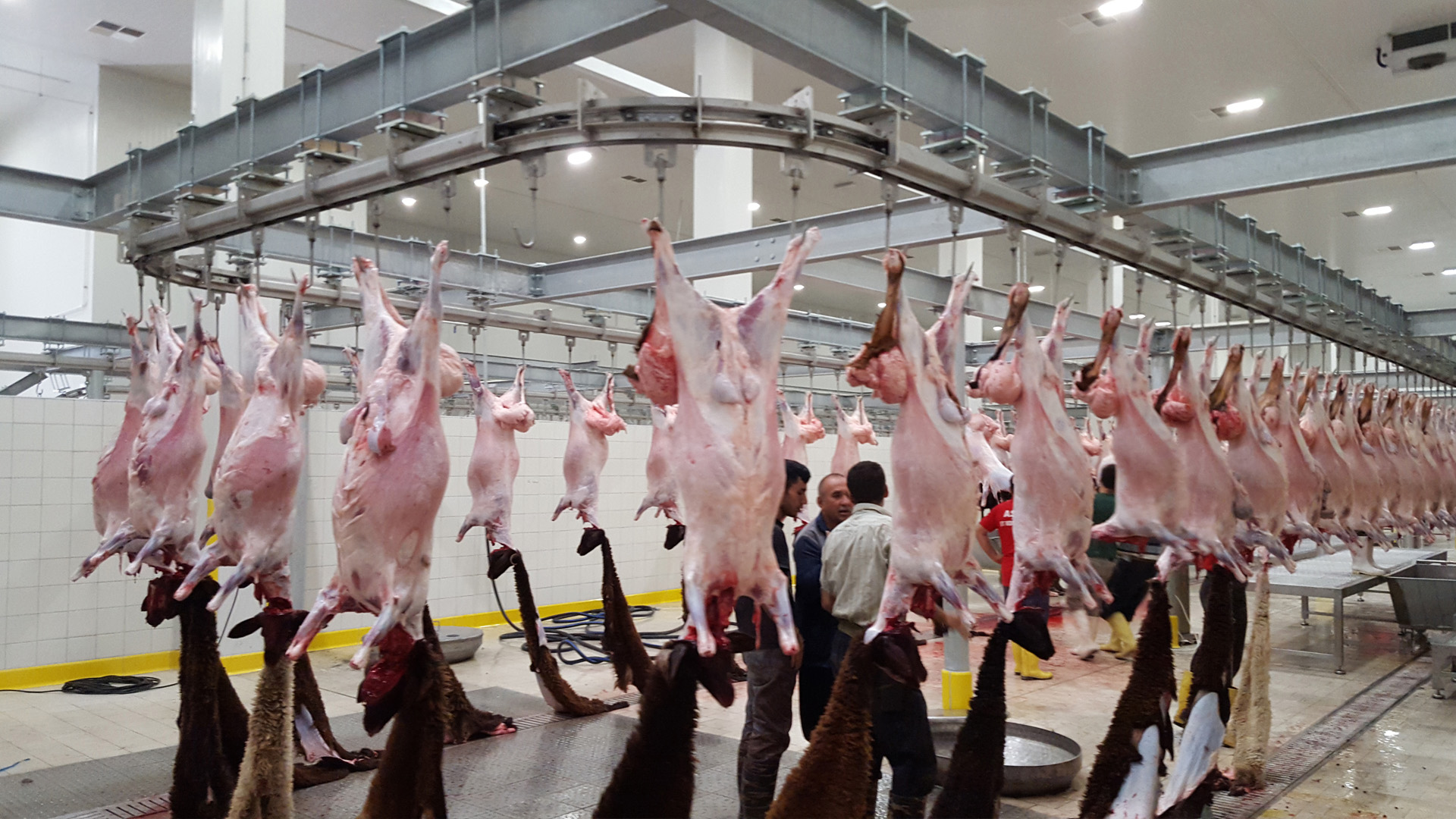 FRIGORIFICO ANDINO S.A a Meat Processing plant (13-19) located in Chile dealing with primarily Cutting, Packaging, selling & Exportation of meat, meat products(Frozen & Chilled Chicken , Pork, Beef, Turkey, Mutton, Chevon and their various cuts & parts) other service includes Cold stores, deep-freezing, warehousing and transportations worldwide.
Food safety control through all the stages of production and logistics chain, performed by our Quality Assurance Department, as well as the high production standards, allow us to meet the highest international quality standards.
Our plant is approved to export to Japan, Korea, CHINA, Hong Kong, USA, Singapore, Australia, Taiwan, South Africa, Canada, All over Europe, UK, Asia, UAE just to name a few. Our products and services can be delivered to our importers worldwide in the following food sectors: industry, wholesale suppliers, food service distributors, and retails.
Below are the parts and cuts we can supply, but we also supply as per buyers specifications, packing and labelling.
FACTORY PRICE HALAL FROZEN CHICKEN PARTS AND CUTS | WHOLESALE OF FROZEN CHICKEN PARTS AND CUTS | BUY FROZEN CHICKEN
Frozen whole chicken,frozen chicken leg quarters,frozen chicken breast fillet,frozen chicken wings, frozen chicken middle joint wings, chicken heart, frozen chicken feet grade a,frozen chicken paws grade a,chicken drumsticks,chicken gizzards,chicken middle wings,chicken liver,Chicken shawarma.
FACTORY PRICE FROZEN PORK CUTS | WHOLESALE FROZEN PORK | FROZEN PORK SLAUGHTERHOUSE | PORK DISTRIBUTOR AND SUPPLIER
Frozen pork flat bones,frozen pork back bones meaty,frozen pork neck bones,frozen pork femur bones,frozen pork tail, frozen pork tail bone,frozen pork knucke bone,frozen pork humerus bone,frozen pork moon bones,frozen pork blade bones 45%-55% meaty,frozen pork belly bone “piano bones”,frozen pork sternum bones,frozen pork back fat,frozen pork flare fat,frozen pork soft fat,frozen pork cutting fat,frozen pork trimming 90/10,frozen pork trimming 85/15,frozen pork trimming 40/60,frozen pork belly trim 50/50, frozen pork belly rind,frozen pork back rind,frozen pork leg rind,frozen pork lion ribs,frozen pork sparerib without breast bone,frozen pork shoulder 4d,frozen pork front hock,frozen pork shoulder bone in rind on, no foot,frozen pork leg boneless 4d,frozen pork leg bone,frozen pork hind hock,frozen pork boneless cuts,frozen pork collars vacuum,frozen pork belly boneless rindless,frozen pork b belly bone-in skin-on,frozen pork tongue,frozen pork jowls rindless,frozen pork ears,frozen pork mask (without ears without snout,frozen pork snout meat,frozen pork head,frozen whole diaphragm,frozen pork hearts,frozen pork kidneys,frozen pork liver,frozen pork spleen,frozen pork throat meat,frozen pork aorta,frozen pork esophagus,frozen pork back feet,frozen pork front feet,frozen pork stomachs,full carcass without head,half carcass.
FACTORY PRICE HALAL FROZEN BEEF CUTS | WHOLESALE HALAL FROZEN BEEF CUTS | HALAL FROZEN BEEF CUTS FACTORY
Beef Strip Loin,Beef Tenderloin,Beef Rump steak,Beef Top Blade Steak,Beef Flat,Beef Knuckle,Beef Eye round,Beef Chuck Eye SteaK,Beef Neck
Beef Finger Ribs,Beef Cube roll Cap,Beef Heel Muscle,Beef Shank,Beef sirloin steak,Beef Ranch steak,Beef Chuck,Beef back ribs,Top Blade Steak
Beef Blade,Beef Chuck Tender,Beef Shin /Shank,Beef Conical Muscle,Beef Brisket,Beef Silverside,Beef Cube Roll,Beef Tallow,Beef Omasum,salted Beef Omasum,Beef shoulder,Beef bottom round roast,Beef Forequarter,Beef Trimming 80/20,Beef Flank,Beef ear,Beef ear Meat,Beef Back Ribs,Flank.
FACTORY PRICE HALAL FROZEN LAMB CUTS | WHOLESALE HALAL FROZEN LAMB CUTS | HALAL FROZEN LAMB CUTS MANUFACTURER
Lamb Brisket,Lamb Shank,Lamb Loin chop,Lamb shoulder,Lamb Top side,Lamb leg,Lamb flank,Middle Neck,Flank of Lamb ,Whole Lamb Carcass
Lamb Tenderloin,Bone in leg,Lamb Chops,Lamb Leg boneless,Lamb Rib Eye,Lamb Loin,Lamb feet,Lamb tongue,Breast off Lamb.
FACTORY PRICE HALAL FROZEN TURKEY PARTS & CUTS | WHOLESALE HALAL FROZEN TURKEY PARTS & CUTS
Whole Turkey, Turkey Breast Tender, Turkey Breast, Turkey Whole Legs, Turkey Wings, Turkey middle joint Wings, turkey Heart, Turkey Gizzard, Turkey Drumstick, Turkey Paws, Turkey feet, Turkey leg quarters, Turkey shawarma, Turkey neck, Turkey middle wings.
COLD STORES & WAREHOUSING
Our Company guarantees the safety of the frozen products it stores by maintaining the cold chain through the implementation of strict regulations, procedures and systems.
The company management continuously verifies the implementation of HACCP principles through complaints and reports from internal and external audits. This Food Safety Policy has been adopted by our management & it is binding on all employees, supported at all levels of management and clearly presented throughout the organizational structure. Our permanent goal is to ensure the production and transport of food products so that food products remain safe; and to have a satisfied consumer.
We urge to become a commonly recognized leader in meat processing, trading and distribution in the international market. We invest our time, money and efforts into production, logistics, quality assurance and marketing with the aim to keep expanding to other national & international markets and increase our market share.
We believe that only satisfied customers can be a driver to reach our goals.
We you need more details about our company and services we offer kindly get in touch with us and also for the prices.